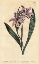 Babiana plicata