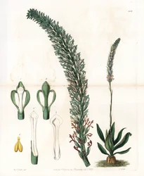 Belle sauroglossum