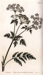 Grote hemlock