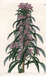 Boisduvalia variëteit, dichtbloemige epilobium