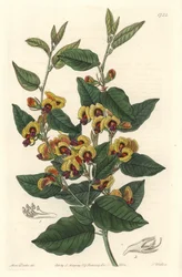 Bossiaea met grote bloemen, van Australische oorsprong