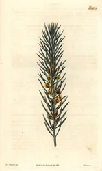Tak met naalden, van een struik Daviesia Aicularis, inheems in Australië. Illustratie door Sydenham Edwards, gravure door Weddell. Ets in The Curtis Botanical Magazine, door Samuel Curtis