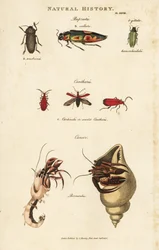 Bupreste en pagure (heremietkreeft) - Juweelkevers, Buprestis ocellata, scharlaken cantharis, en gewone heremietkreeft, Pagurus bernhardus (Cancer bernardus)