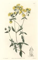 Calceolaire of kleine pantoffel of beurs van dame, inheems in Chili