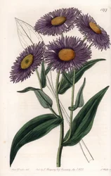 Californische Erigeron - Plaat gegraveerd door S.Watts, uit een illustratie van Sarah Anne Drake, uit het Botanical Register van Sydenham Edwards, Engeland
