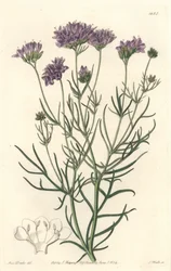 California Gilia, uit het Botanical Register
