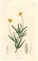 Californische Platystemon