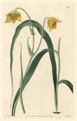 Calochorte met bleke gele bloemen