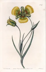 Calochortus met grote gele bloemen