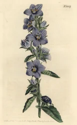 Ruwharige klokjesbloem