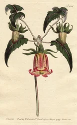 Canarische klokbloem met roze geaderde gele bloemen