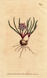 Kaapse hyacint, met bol, scharlaken bladeren en lichtroze bloemen