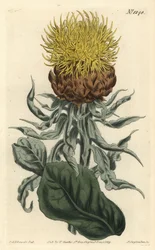Grote centaurie
