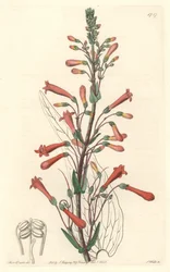 Chelone, inheems in Californië