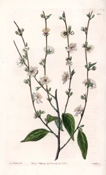 Kersenboom - Gegraveerde plaat door S.Watts, uit een illustratie van Sarah Anne Drake (1803-1857), uit het Botanical Register van Sydenham Edwards (1768-1819), Engeland