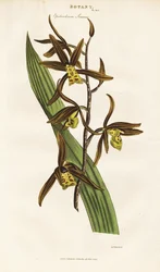 Chinese orchidee (Epidendrum sinense)