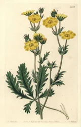 Potentilla laciniosa