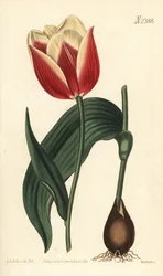 Claramond tulp, Tulipa suaveolens var. latifolia. Handgekleurde kopergravure door Weddell naar een botanische illustratie door Sydenham Edwards uit William Curtis