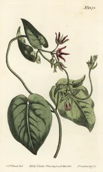 Klimmende melkklimplant, Matelea obliqua
