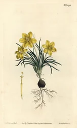 Klokbloem, uit het Botanical Magazine
