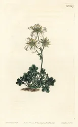 Clusius vijfvingerkruid