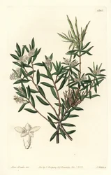 Kustbaardheide of kleinbloemige wittebaard, Leucopogon parviflorus