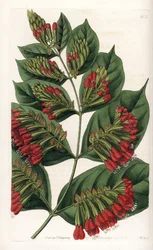Combretum Variete, Rode Bloem Graphips - Gegraveerd door S.Watts, naar een illustratie van Sarah Anne Drake (1803-1857), uit het Botanical Register van Sydenham Edwards (1768-1819), Engeland
