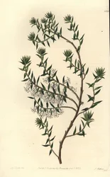 Gewone heide