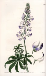Gewone rivieroevers lupine