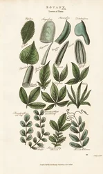 Samengestelde bladvormen in botanische morfologie