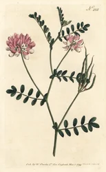 Coronilla bigaree, uit het Botanical Magazine