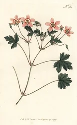 Ooievaarsbek - Vleeskleurige ooievaarsbek, Erodium incarnatum. Handgekleurde kopergravure door Sansom naar een illustratie van Sydenham Edwards uit William Curtis