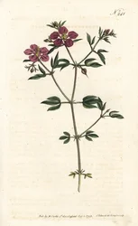 Kretenzische fagonia