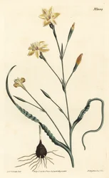Krulbladige moraea, Moraea crispa - uit William Curtis