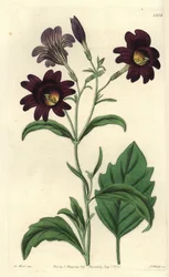 Kronkelige Salpiglossis - Geschilderde tong, Salpiglossis sinuata (Donkerpaarse salpiglossis, Salpiglossis atropurpurea)