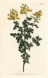Cytisophyllum sessilifolium (Gewone cytisus, Cytisus sessilifolius)