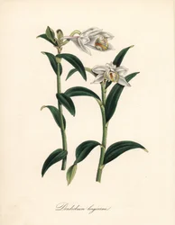 Dendrobium variëteit - Langhoornige dendrobium orchidee, Dendrobium longicornu. Gekopieerd uit Sydenham Edwards