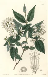 Deutzie ruw, inheems in Japan