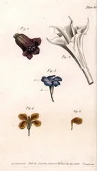 Verschillende corolles: de belladonna, de stramoine datura, de grote maagdenpalm en de giroflee van de muren, uit Botanical Conferences