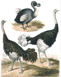 Dodo en Struisvogel
