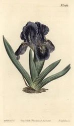 Dwergiris - Iris x binata (Paars-blauwe dwergvlag, Iris pumila var. violacea) - uit William Curtis