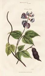 Egyptische Hyacintboon