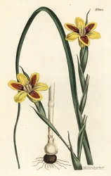 Elegante moraea, Moraea elegans