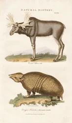 Eland en driebandgordeldier