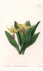 Erythrone heeft grote bloemen, afkomstig uit Noord-Amerika - Plaat gegraveerd door S.Watts, uit een illustratie van Sarah Anne Drake (1803-1857), uit het Botanical Register van Sydenham Edwards (1768-1819), Engeland