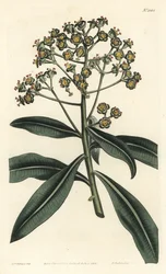 Honingwolfsmelk, Euphorbia mellifera - uit William Curtis