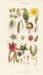 Bloem- en plantenstructuren