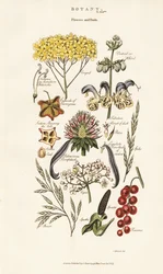 Bloem- en fruitarrangementen