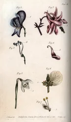 Bloemen van monnikskap, ancolia, galanthus, helleborus en treurwilg, met details van stampers en meeldraden. Nectarium van de monnikskap Aconitum (1,3), akelei Aquilegia (2,4), sneeuwklokje Galanthus (5), helleborus Helleborus (6) en wilg Salix (7). Handge