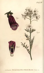 Vingerhoedskruid, Digitalis purpurea, Didynamia